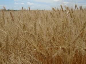 good wheat